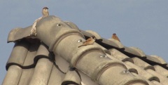 屋根の上のスズメたち