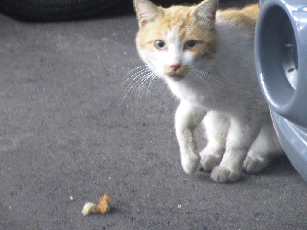 コンビニの前で見かけた猫ちゃん①