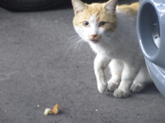 コンビニの前で見かけた猫ちゃん①