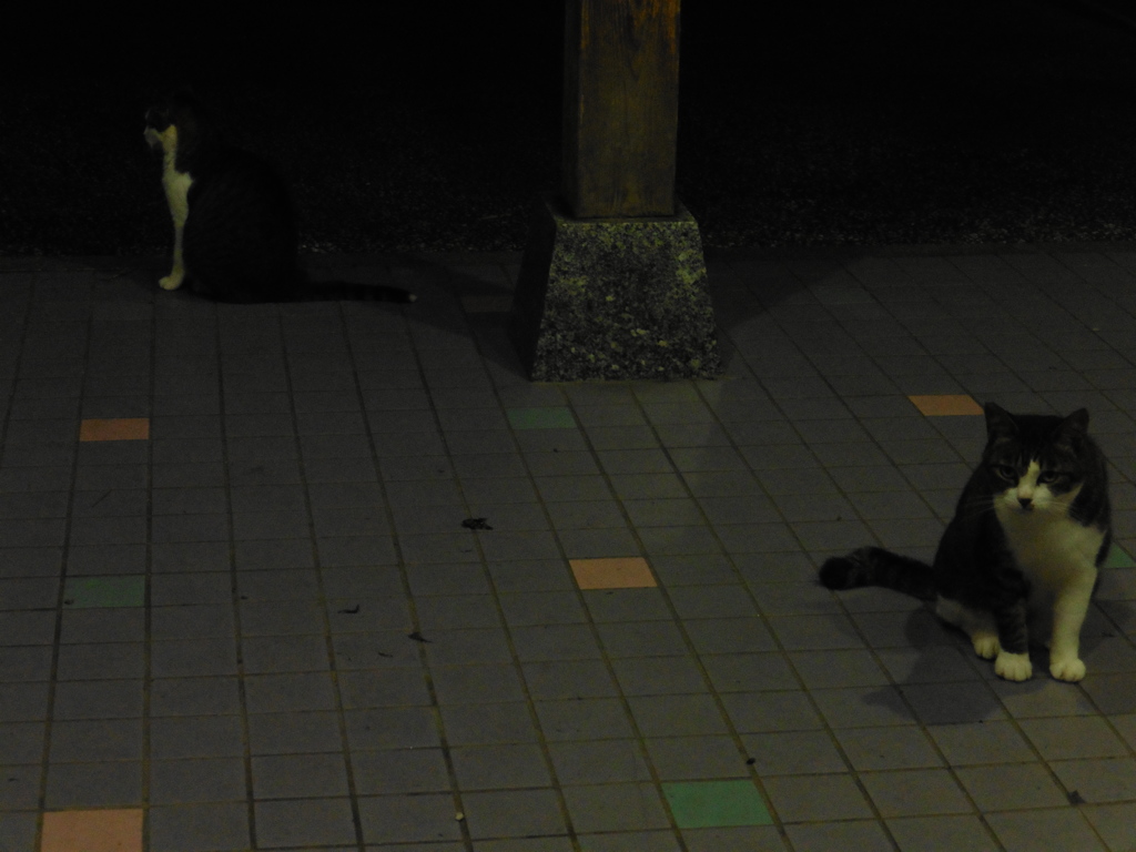 暗闇の中の猫ちゃん