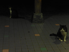 暗闇の中の猫ちゃん