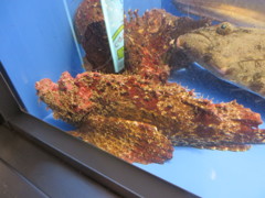 水槽の中の魚①