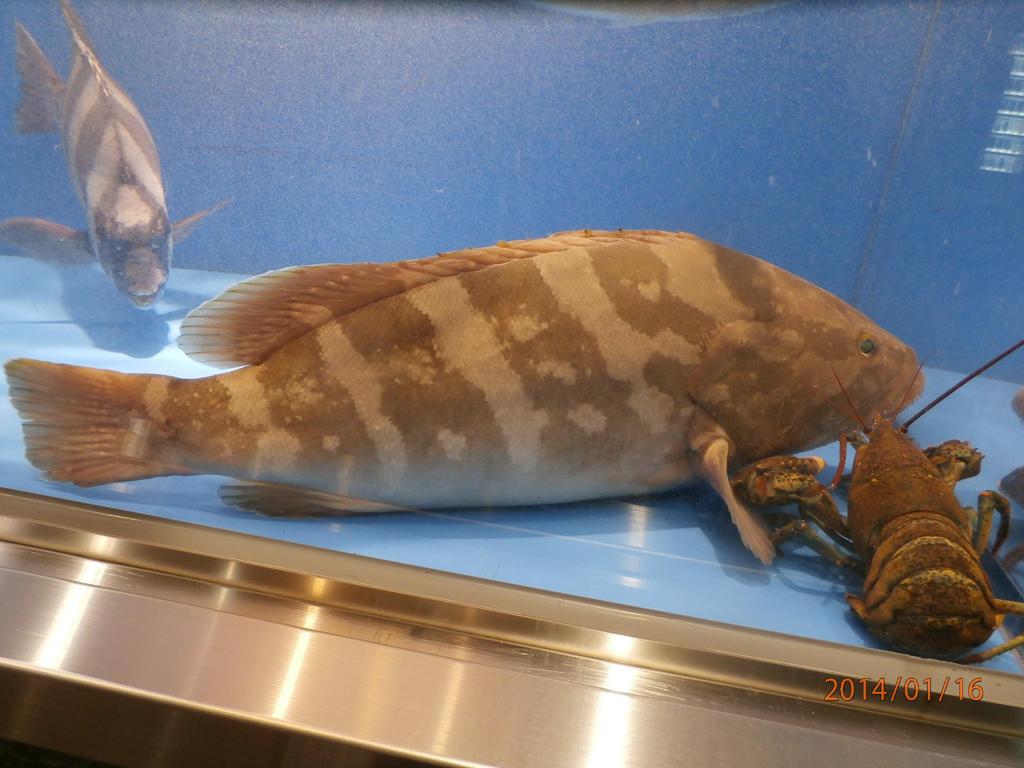 水槽の中で泳ぐ魚③