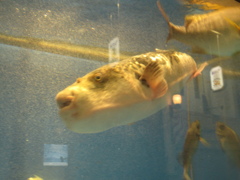 水槽の中の魚②