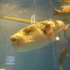 水槽の中の魚②