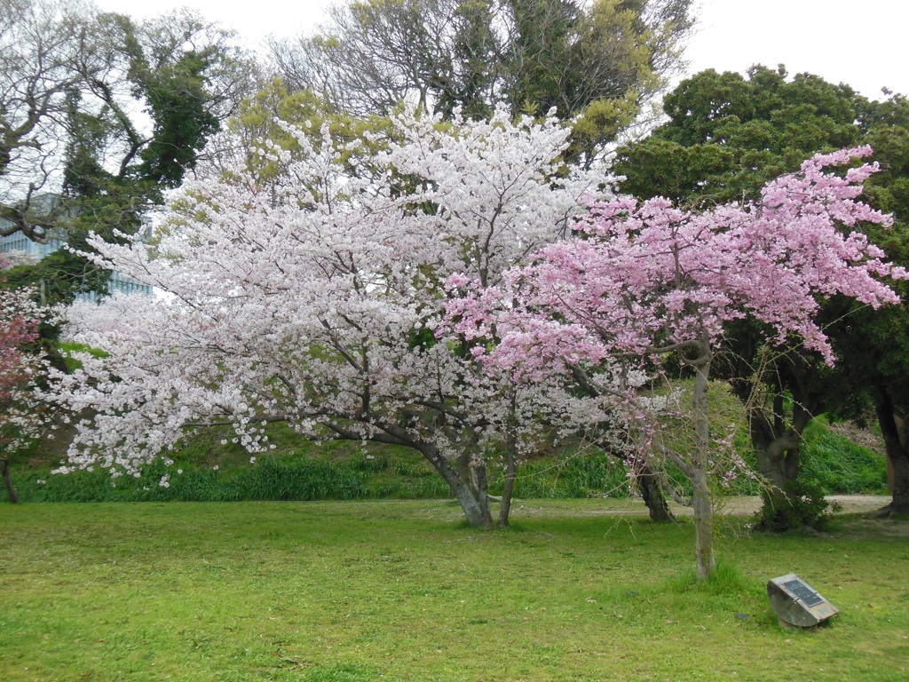 福岡市舞鶴公園の桜　⑦