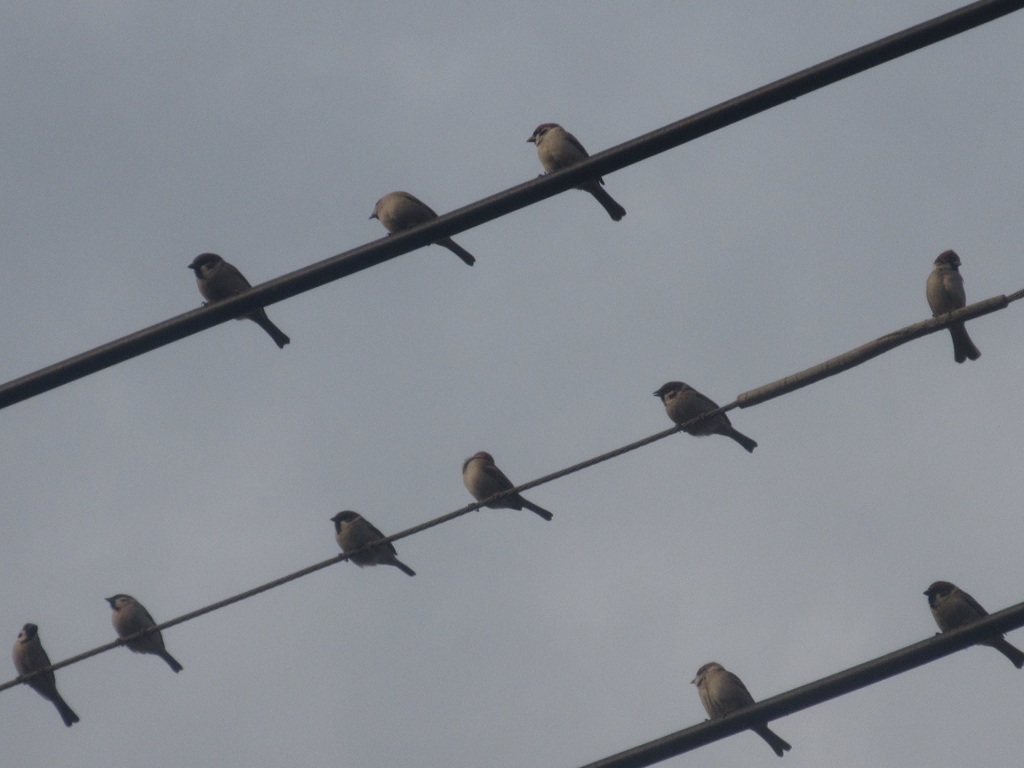 スズメちゃん①
