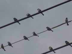 スズメちゃん①