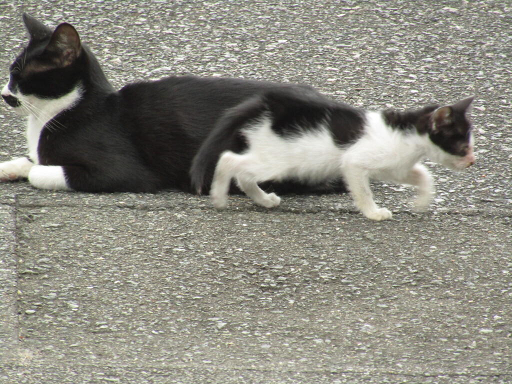 親子でたわむれる猫たち　②