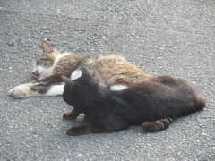 ぐったりの猫