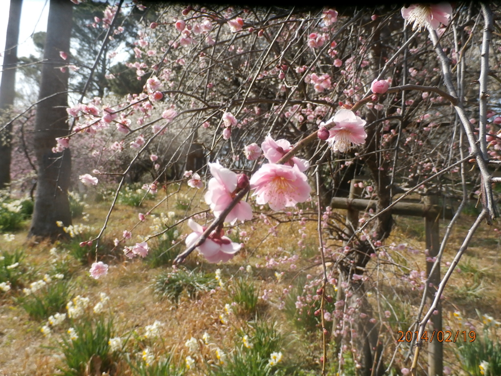 公園で撮影した梅の花①