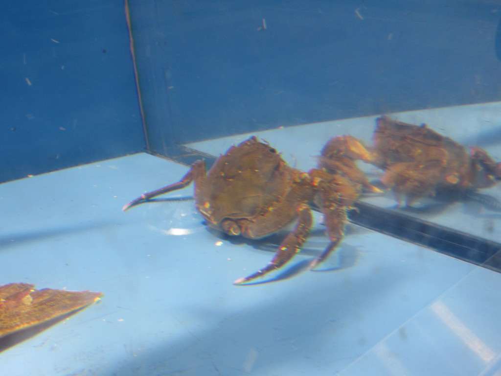 水槽の魚　④