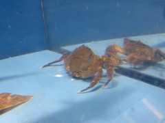 水槽の魚　④