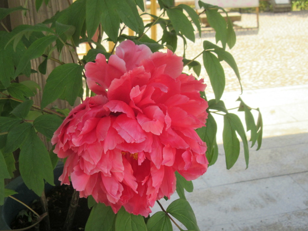 目にとまった春の花　④