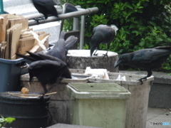 都会の活発なカラス②