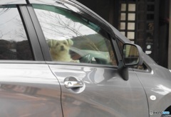 車の窓から見つめるワンちゃん