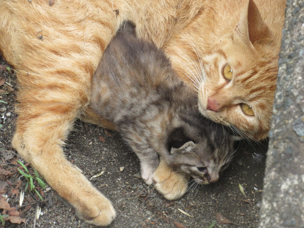 親猫と子猫⑦