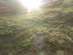 朝日浴びる草原