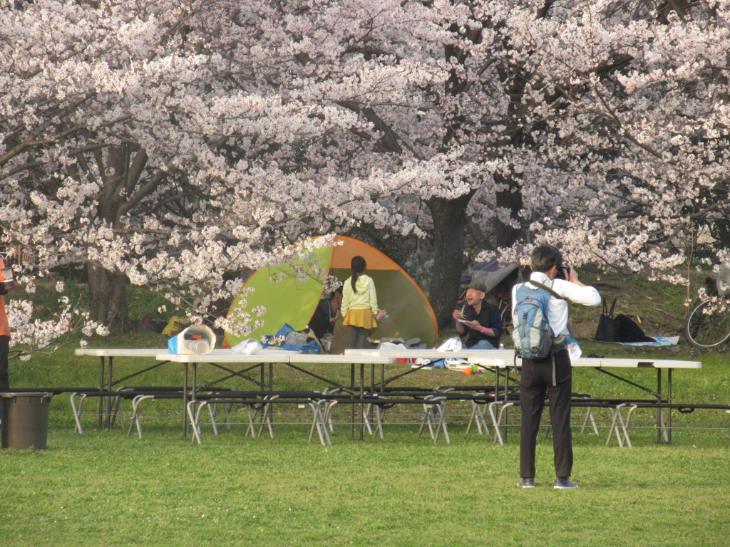 舞鶴公園の花見　④