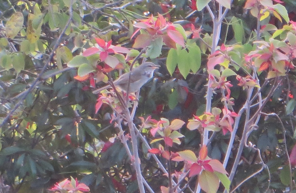 鳴くウグイス