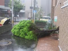 大雨でなぎ倒された木