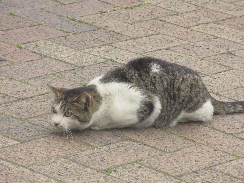 獲物を狙う素振りの猫ちゃん By Like 77 Id 写真共有サイト Photohito