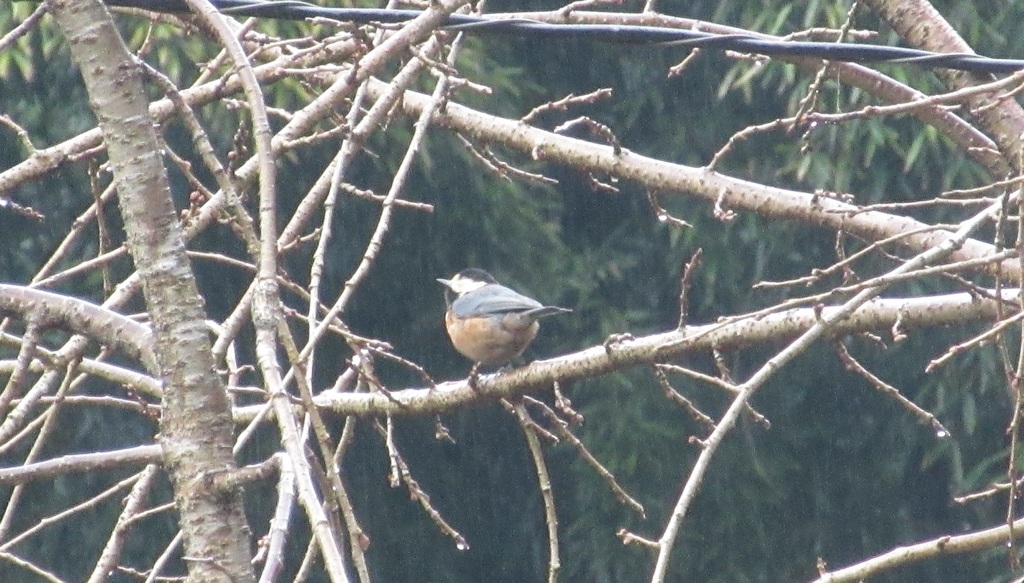 久しぶりのヤマガラ