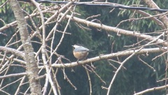 久しぶりのヤマガラ