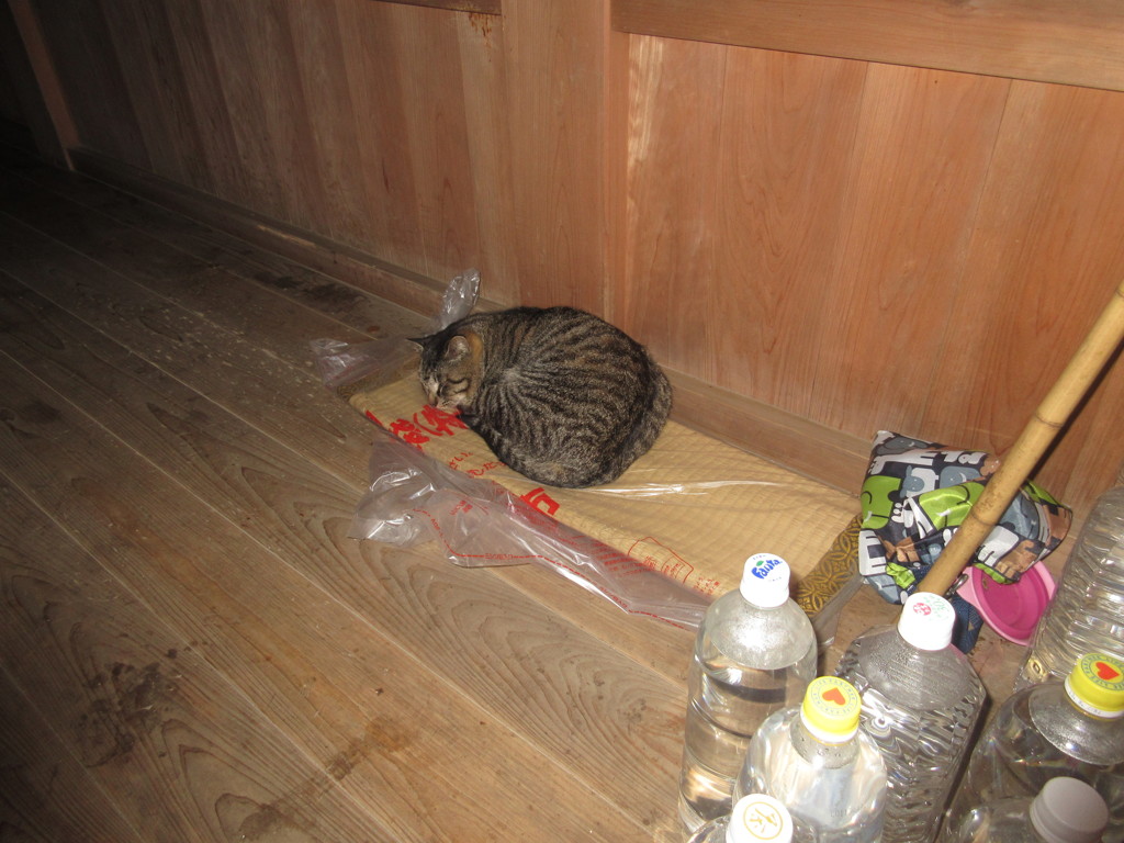 敷物の上で寝ている猫ちゃん