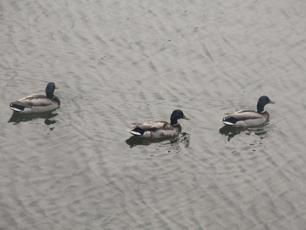 川を泳ぐ3羽のカモ