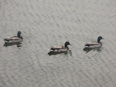 川を泳ぐ3羽のカモ