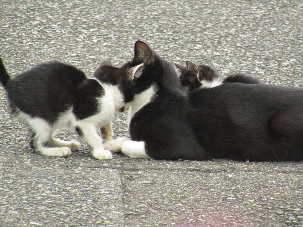 親子でたわむれる猫たち　④