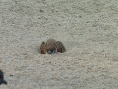 スズメの砂遊び⑤