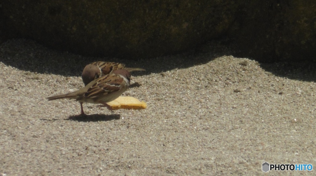 食べてみる