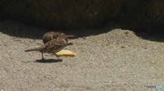 食べてみる