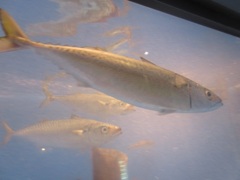 水槽の中の魚たち①