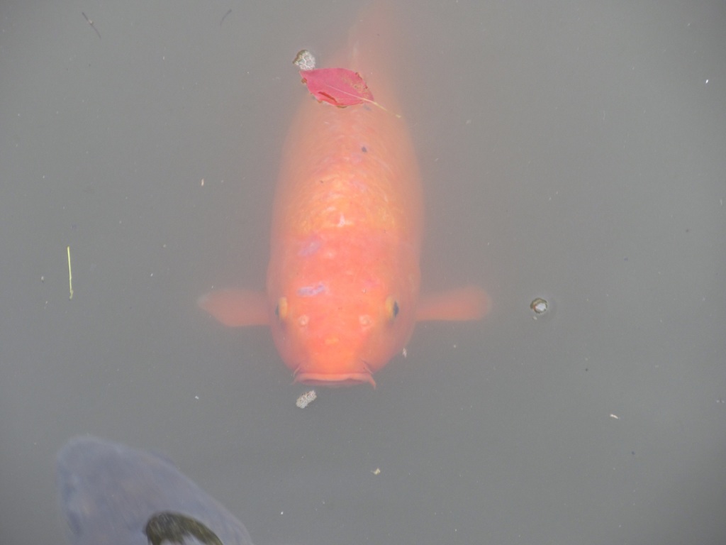 太宰府天満宮の鯉