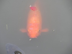 太宰府天満宮の鯉