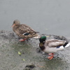 雨の日に2羽のカモが　①