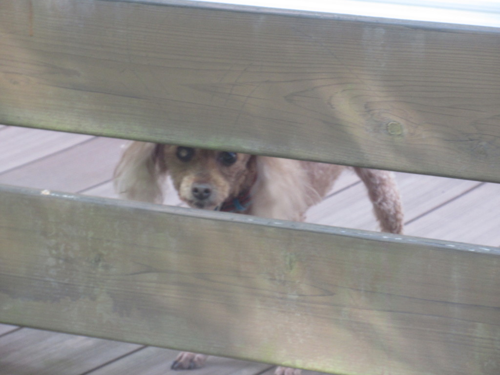 隙間から覗き込むワンちゃん