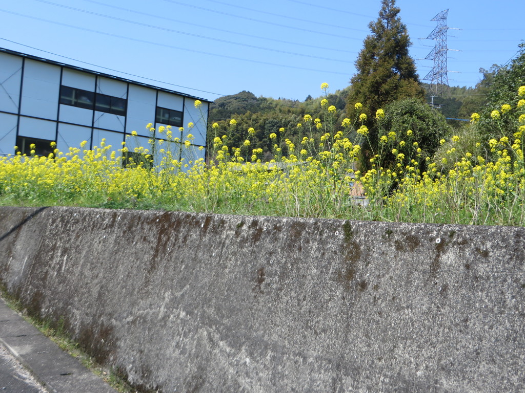 一面菜の花の光景②