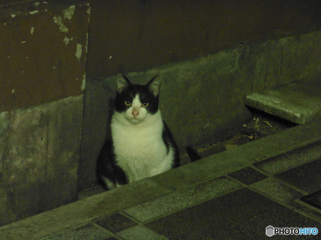 街中の猫ちゃん