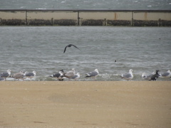 海岸の渡り鳥　②