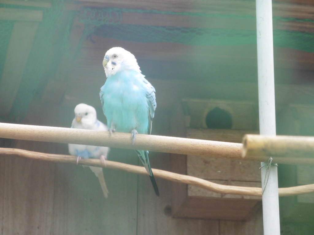 田舎で見かけたインコ②