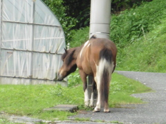 野生の馬