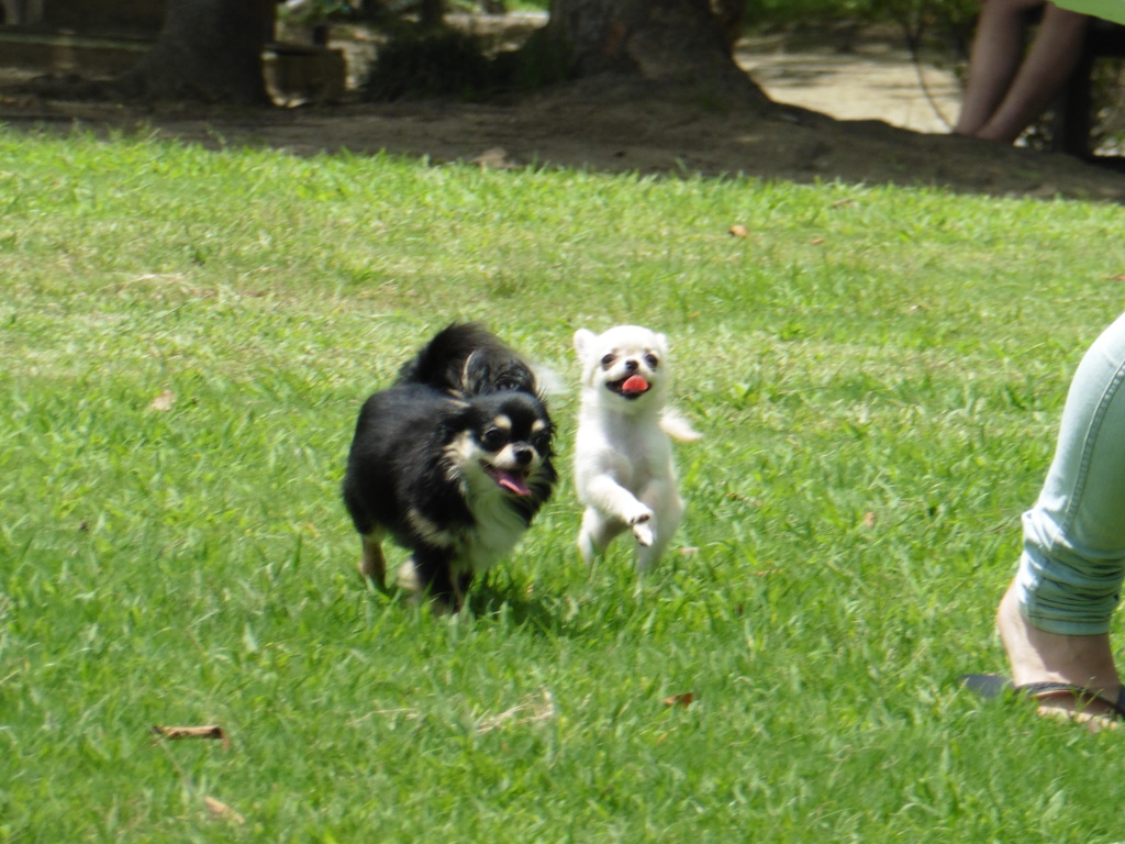 公園で元気に遊ぶワンちゃん
