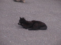 自分の体を舐める猫ちゃん①