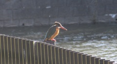 春日公園のカワセミ⑥