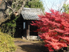 寒さで色づいた紅葉②