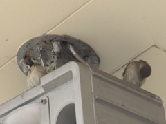 高いところでのしぐさを見せるスズメたち